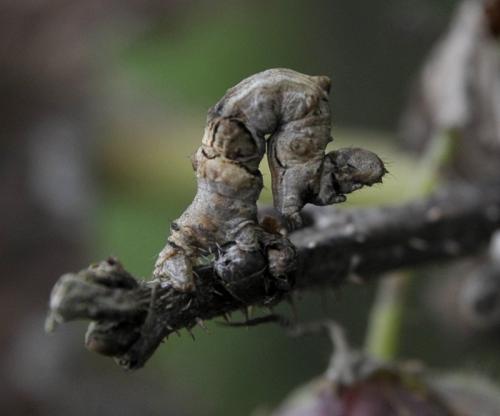 Réf. 272 962 : Selenia lunularia
